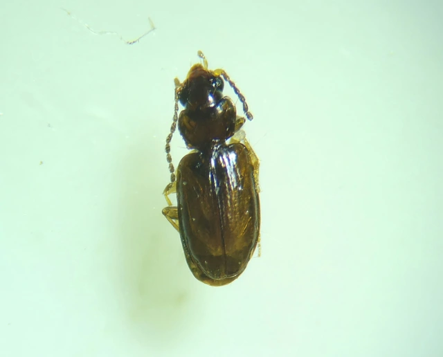 Tachys bistriatus - közönséges martfutó