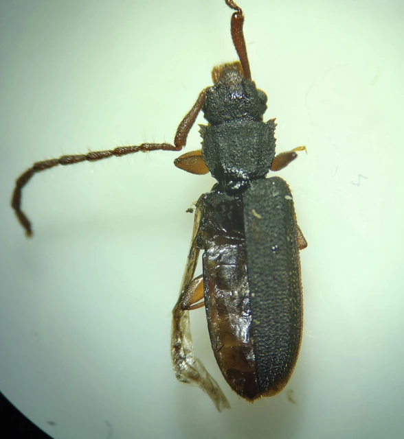 Uleiota planatus - hosszúcsápú fogasnyakú-lapbogár