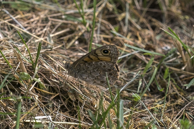 Lasiommata megera - vörös szemeslepke