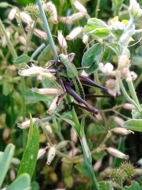 Decticus verrucivorus - szemölcsevő szöcske