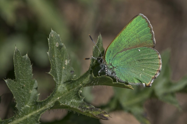 Callophrys rubi - zöldfonákú lepke