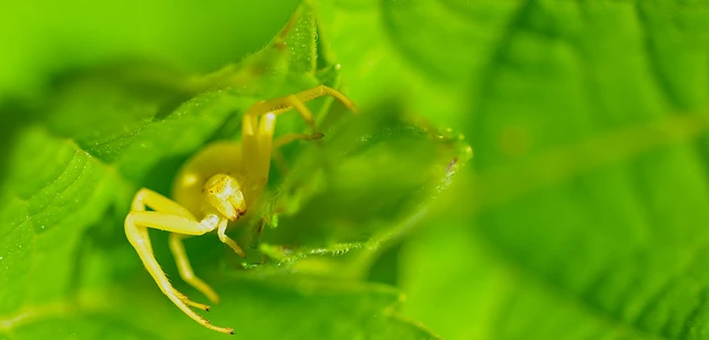 Misumena vatia - viráglakó karolópók