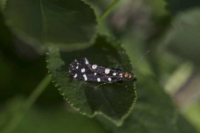 Euplocamus anthracinalis - fésűscsápú korhadékmoly