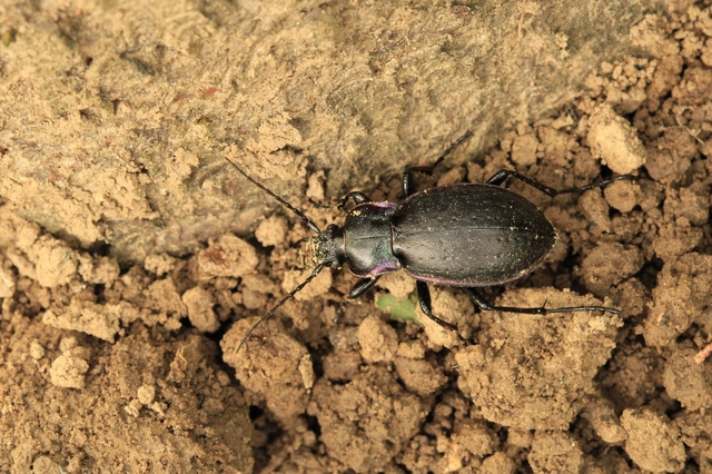 Carabus nemoralis - ligeti futrinka