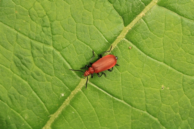 Pyrochroa serraticornis - közép-bíborbogár