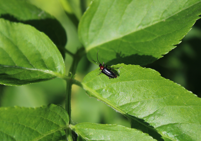 Dinoptera collaris - vörösnyakú virágcincér