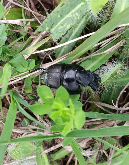 Lethrus apterus - nagyfejű csajkó