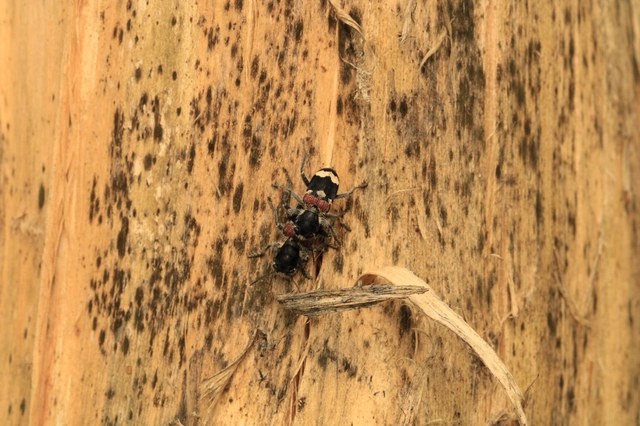 Clerus mutillarius - feketenyakú szúfarkas