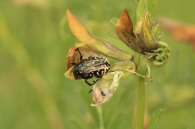 Oxythyrea funesta - sokpettyes virágbogár