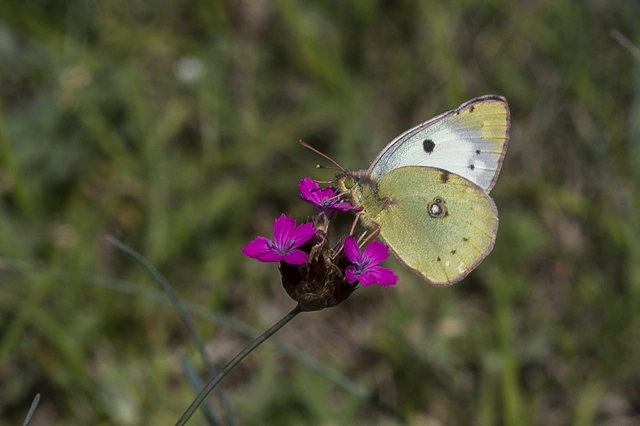 Colias alfacariensis - déli kéneslepke