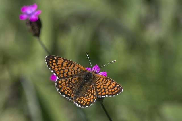 Melitaea cinxia - réti tarkalepke