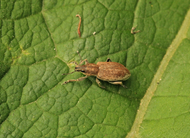 Tanymecus palliatus - közönséges hegyesfarúbarkó