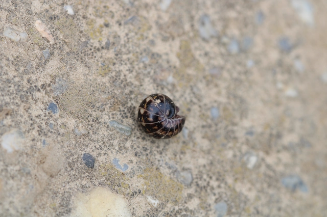 Isopoda - Ászkarákok
