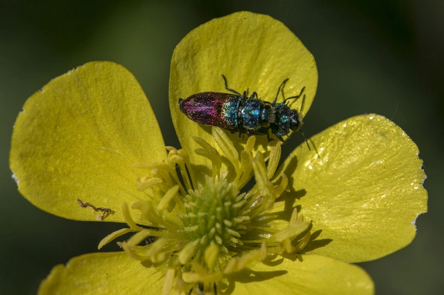 Anthaxia salicis - bíboros virágdíszbogár