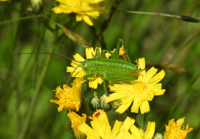 Tettigonia