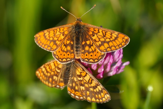 Euphydryas aurinia - lápi tarkalepke