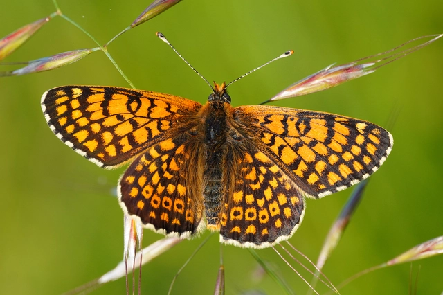Melitaea cinxia - réti tarkalepke