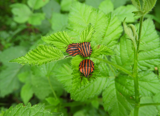 Graphosoma italicum - csíkos pajzsospoloska