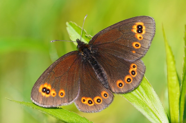 Erebia medusa - tavaszi szerecsenlepke