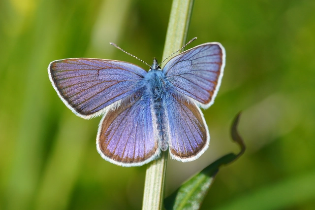 Cyaniris semiargus - aprószemes boglárka