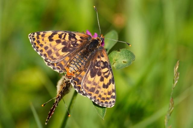 Melitaea didyma - tüzes tarkalepke