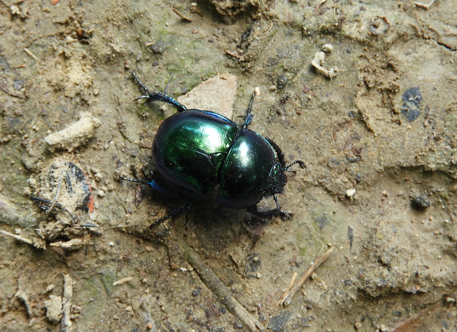 Trypocopris vernalis - tavaszi álganéjtúró