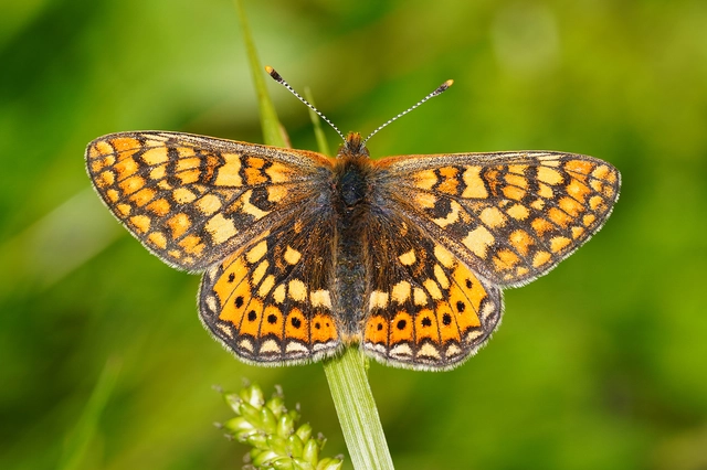 Euphydryas aurinia - lápi tarkalepke