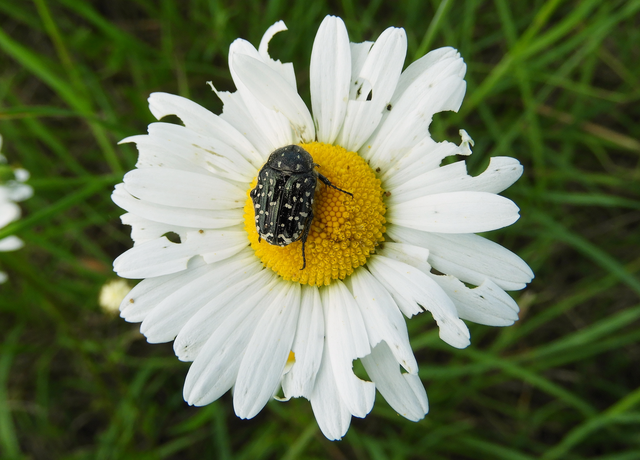 Oxythyrea funesta - sokpettyes virágbogár