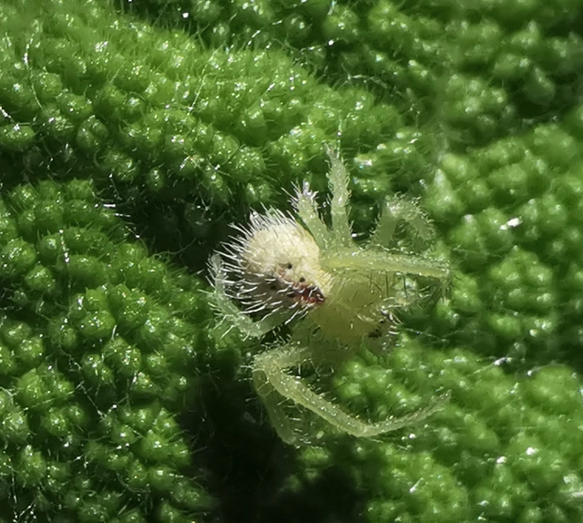 Heriaeus graminicola/hirtus