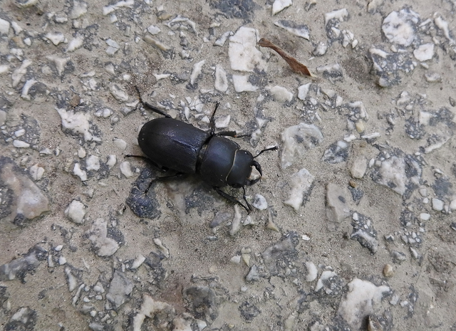 Dorcus parallelipipedus - kis szarvasbogár