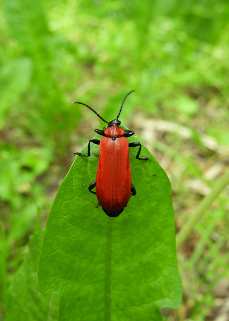 Pyrochroa coccinea - nagy bíborbogár