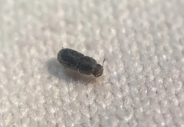 Ennearthron pruinosulum - hárs-taplószú Ennearthron pruinosulum - hárs-taplószú