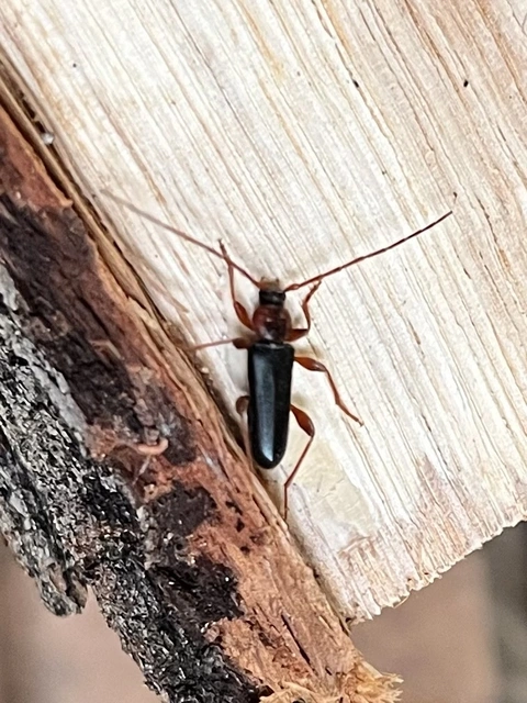Phymatodes testaceus - változékony korongcincér