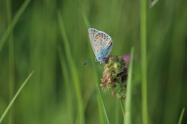 Polyommatus thersites - ibolyaszín boglárka