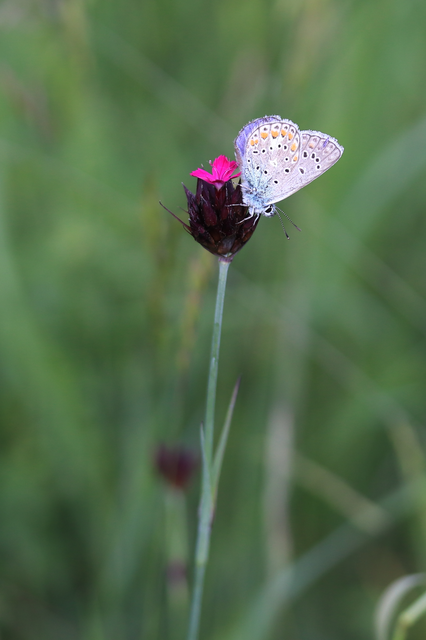 Polyommatus thersites - ibolyaszín boglárka