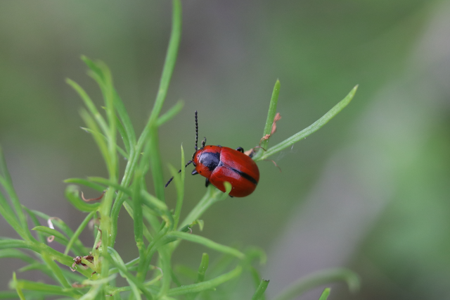 Entomoscelis dorsalis - hérics-honvédbogár