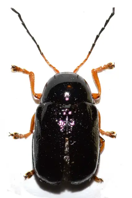 Cryptocephalus flavipes - sárgalábú zömökbogár