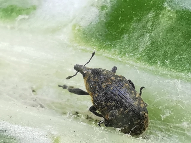 Larinus turbinatus - kúposorrú púderbarkó