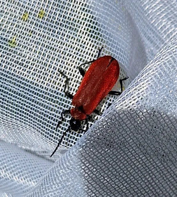 Pyrochroa coccinea - nagy bíborbogár