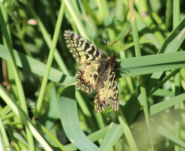 Zerynthia polyxena - farkasalmalepke