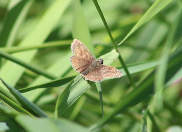 Erynnis tages - cigánylepke