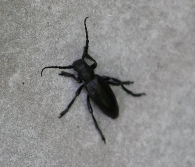 Dorcadion aethiops - fekete gyalogcincér