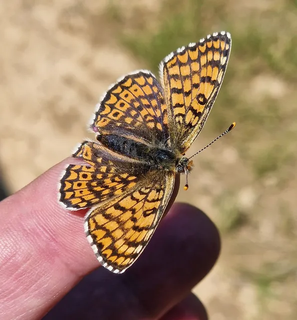 Melitaea cinxia - réti tarkalepke