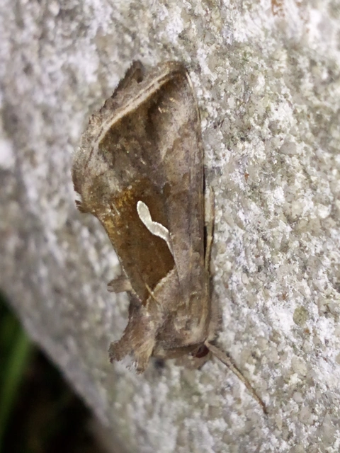 Macdunnoughia confusa - cseppfoltos ezüstbagoly