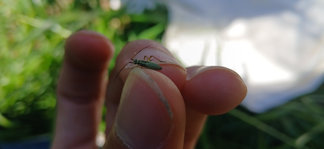 Leptopterna dolabrata - közönséges mezeipoloska