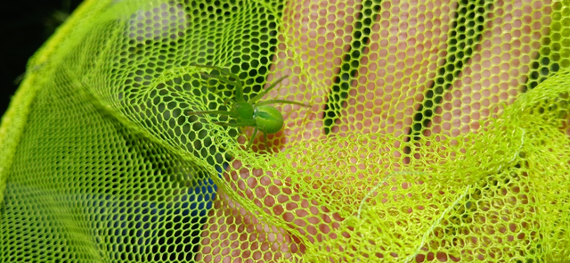 Micrommata virescens - hunyópók