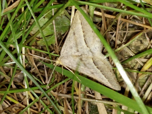 Tephrina arenacearia - lucerna-araszoló