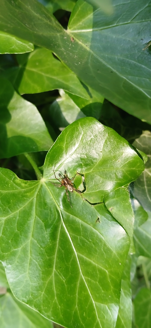 Anyphaena accentuata - jegyespók