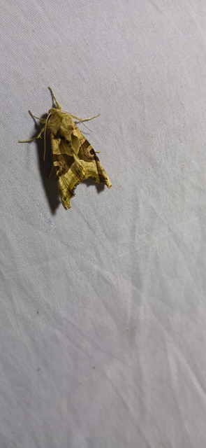 Phlogophora meticulosa - vándorló csipkésbagoly