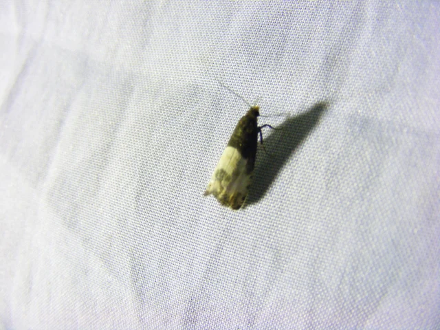 Notocelia cynosbatella - rózsahajtás-tükrösmoly